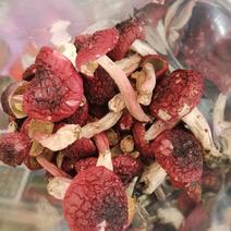 红菇，云南野生干红菇，高山红菇，精品标菇