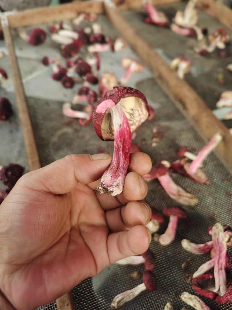 红菇，云南野生干红菇，高山红菇，精品标菇