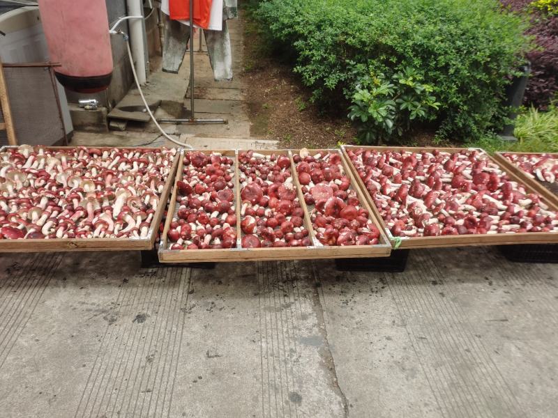 红菇，云南野生干红菇，高山红菇，精品标菇