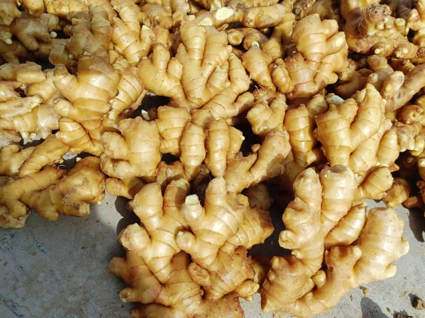一张折线图表显示生姜在不同月份的理想贮藏温度与相对湿度变化曲线,横轴为月份(1-12月),纵轴左侧为温度(℃),右侧为湿度(%),温度线在12-15℃区间波动,湿度线保持在90%-95%之间,特别标注了春秋两季的过渡调整段 生姜贮藏温湿度控制曲线图