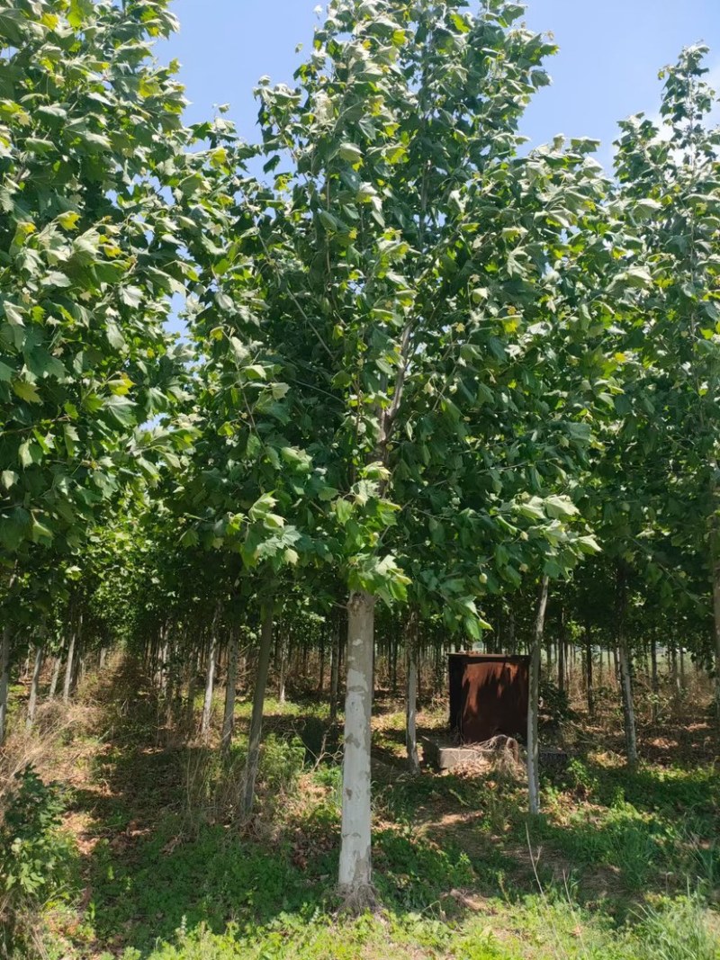 10-15公分精品法桐，量大，规格齐全，基地现货