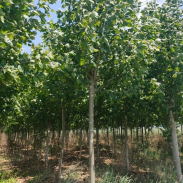 10-15公分精品法桐，量大，规格齐全，基地现货