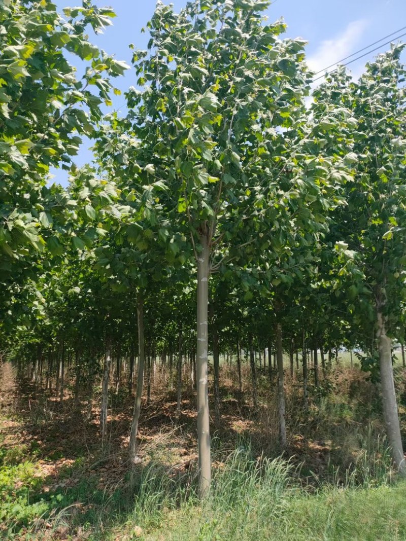 10-15公分精品法桐，量大，规格齐全，基地现货