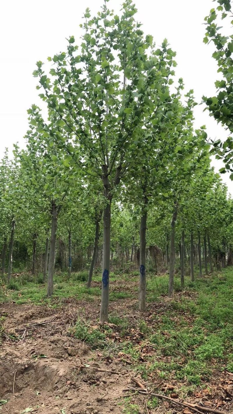 10-15公分精品法桐，量大，规格齐全，基地现货