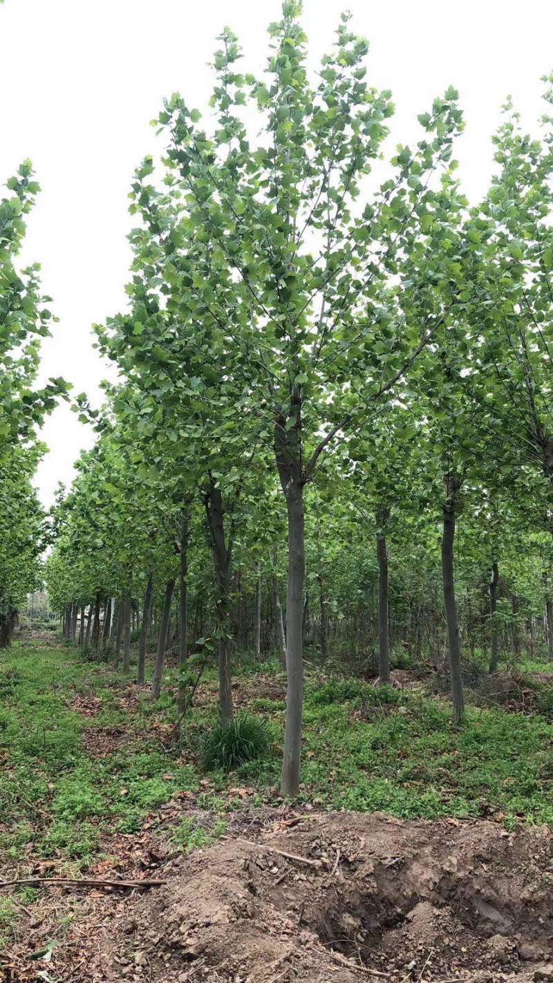 10-15公分精品法桐，量大，规格齐全，基地现货