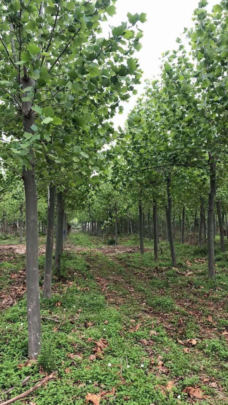 10-15公分精品法桐，量大，规格齐全，基地现货