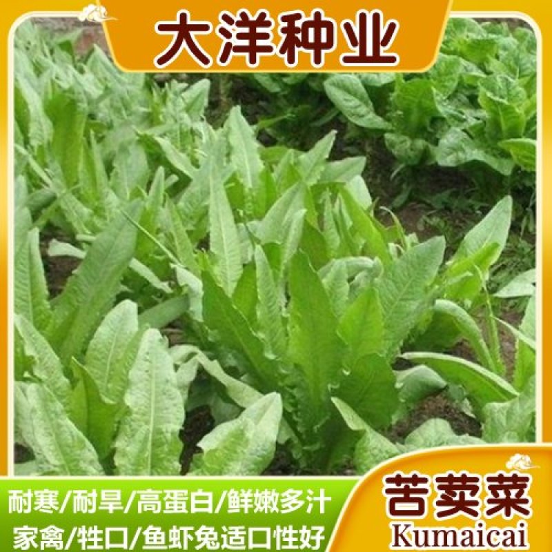 苦荬菜种子牧草种子苦麦菜种子耐寒耐旱高蛋白鸡鸭鹅猪牛羊