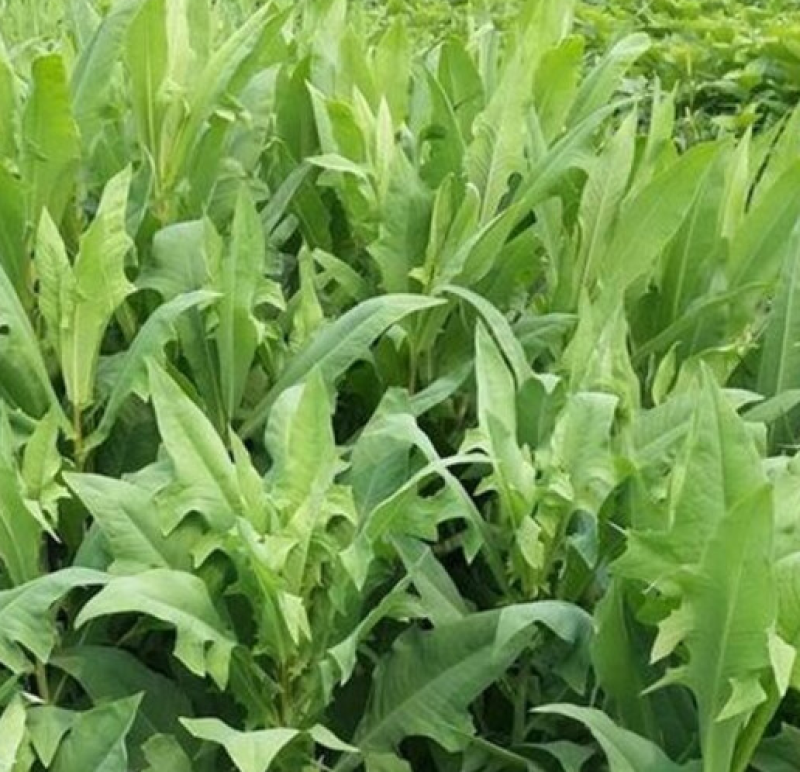 苦荬菜种子牧草种子苦麦菜种子耐寒耐旱高蛋白鸡鸭鹅猪牛羊