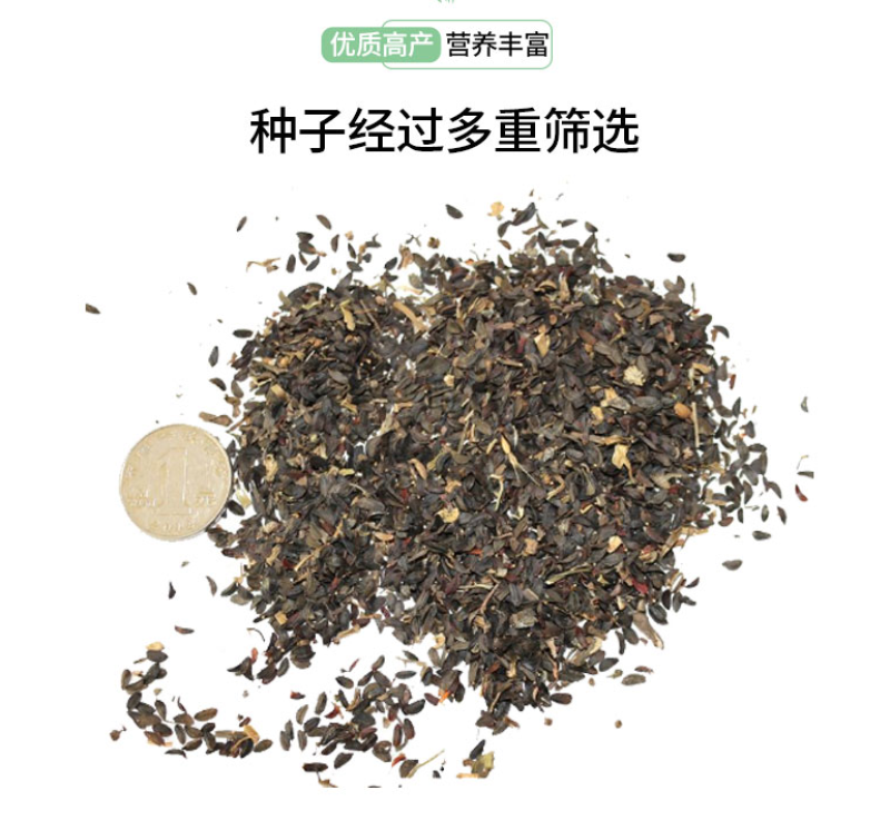 苦荬菜种子牧草种子苦麦菜种子耐寒耐旱高蛋白鸡鸭鹅猪牛羊