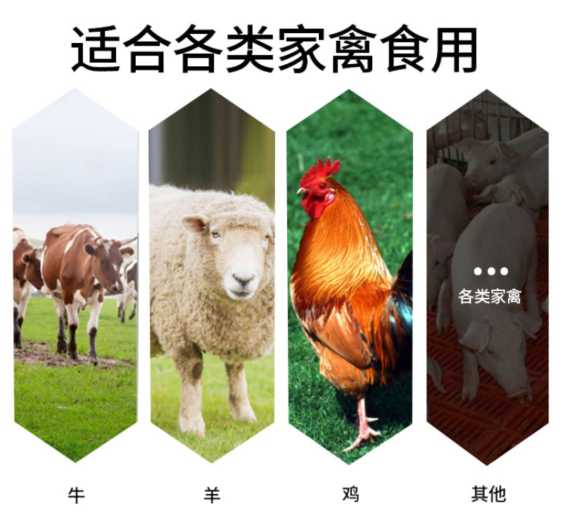 苦荬菜种子牧草种子苦麦菜种子耐寒耐旱高蛋白鸡鸭鹅猪牛羊