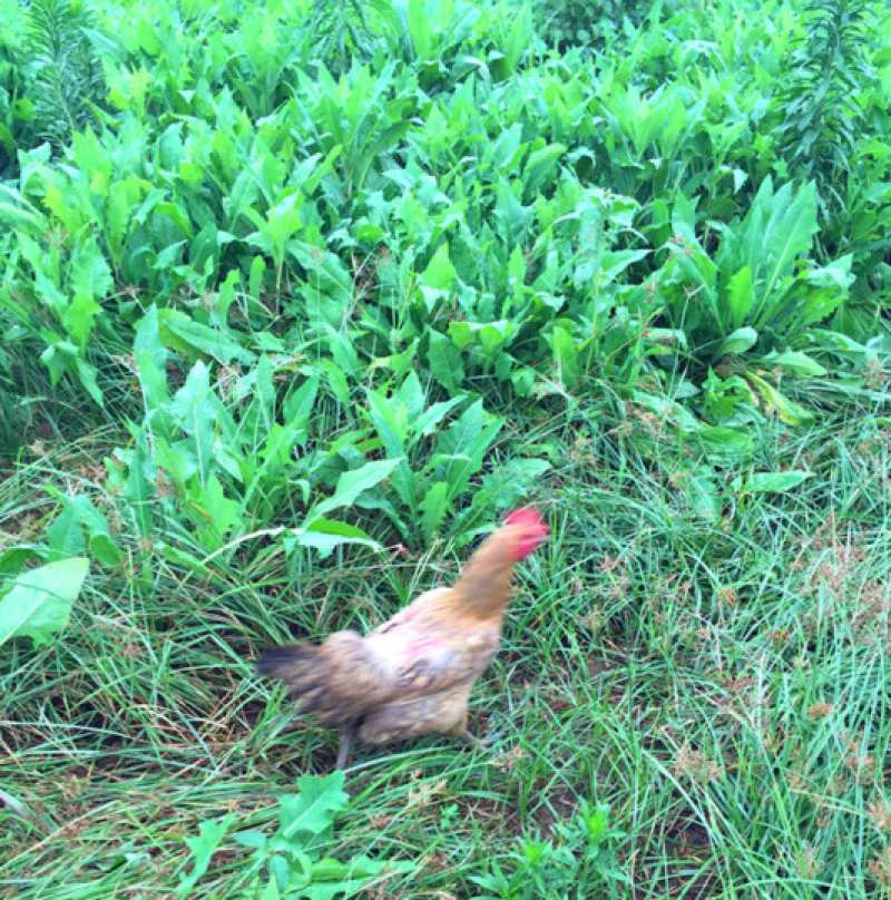 苦荬菜种子牧草种子苦麦菜种子耐寒耐旱高蛋白鸡鸭鹅猪牛羊
