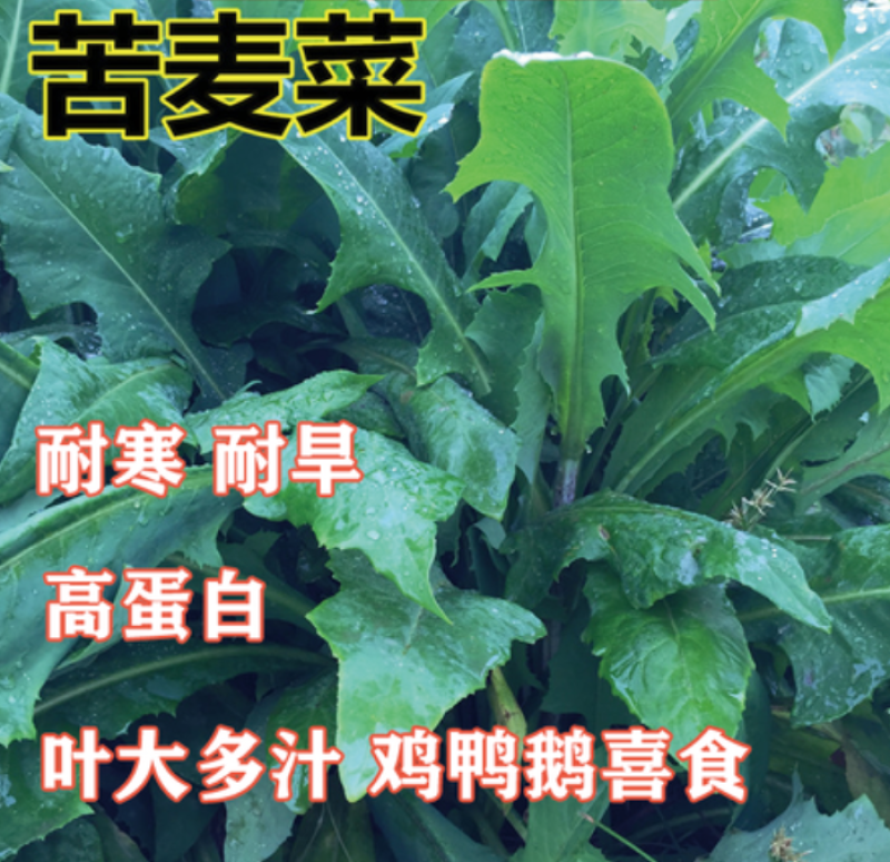 苦荬菜种子牧草种子苦麦菜种子耐寒耐旱高蛋白鸡鸭鹅猪牛羊