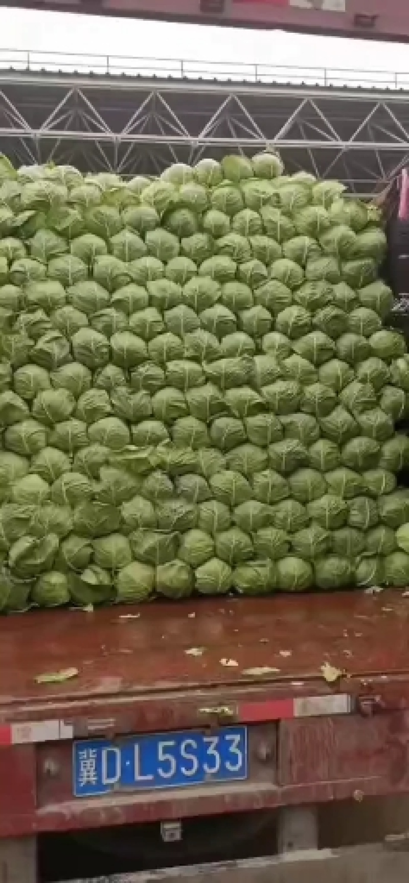 邯郸本地大叶菠菜大量现货