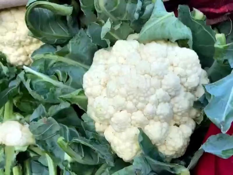 邯郸本地大叶菠菜大量现货