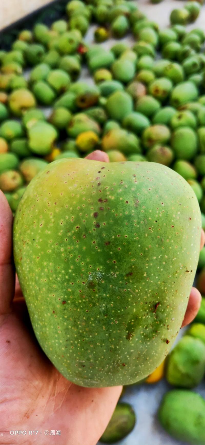 皱皮木瓜树