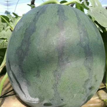 无籽西瓜，（报实价）10斤以上大红瓤，保质保量代发全国！