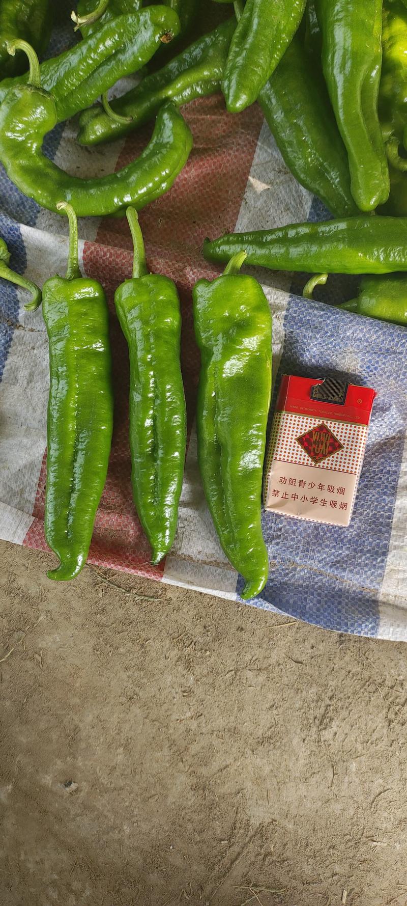 精品泡椒，青椒大量上市中，货源充足，产地直供，需要的联系