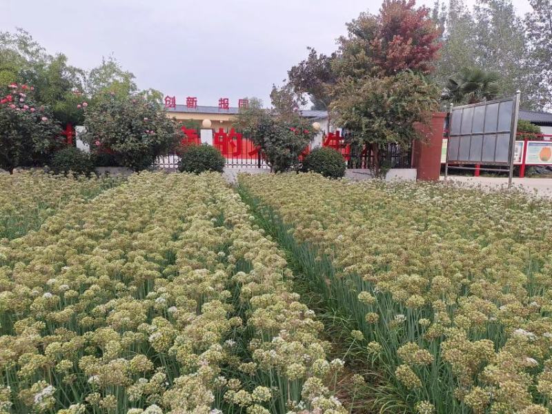 久星5号:韭菜种子，直立粗壮，抗倒伏叶片肥厚，抗病虫害