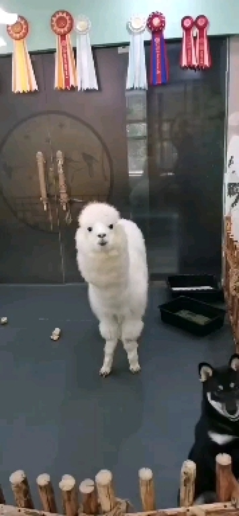 成年羊驼小羊驼温驯羊驼羊驼价格羊驼景区动物园