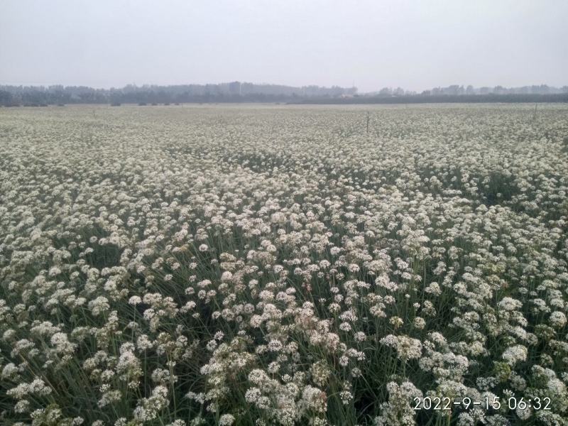 (高产久11）杂交韭菜种子，抗寒耐热，叶色浓绿，优质高产