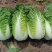 大白菜，精品夏阳白菜，精品小颗，一手货源，大量供应