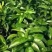 【热卖中】菌肥：内含豆粕，腐植酸，中微量元素等
