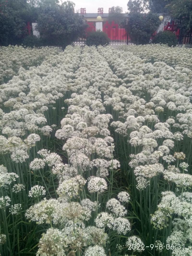 久星6号韭菜种子，不休眠，耐储运，优质耐寒