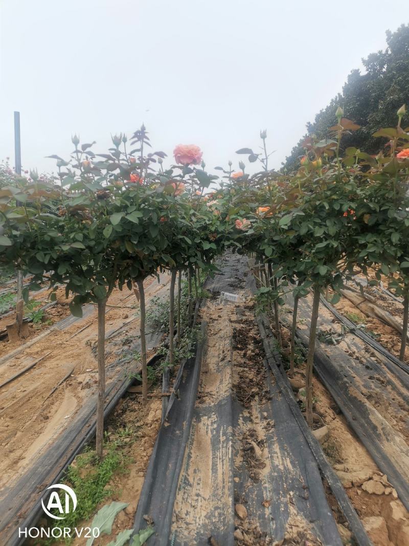 基地直供各种品种小青杆月季（棒棒糖），杆直冠圆，量大从优