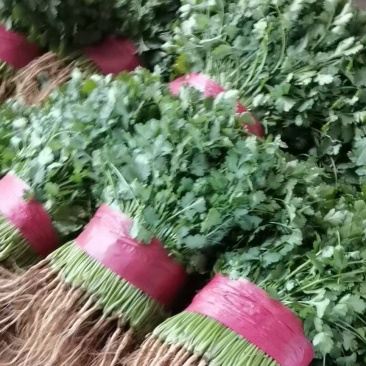精品大叶香菜