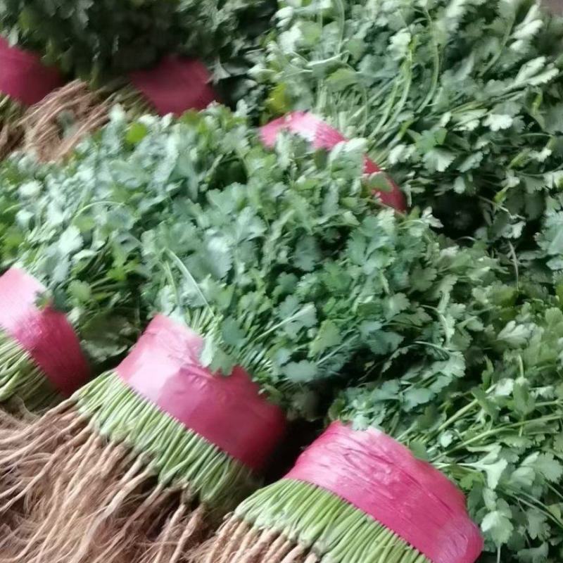 精品大叶香菜
