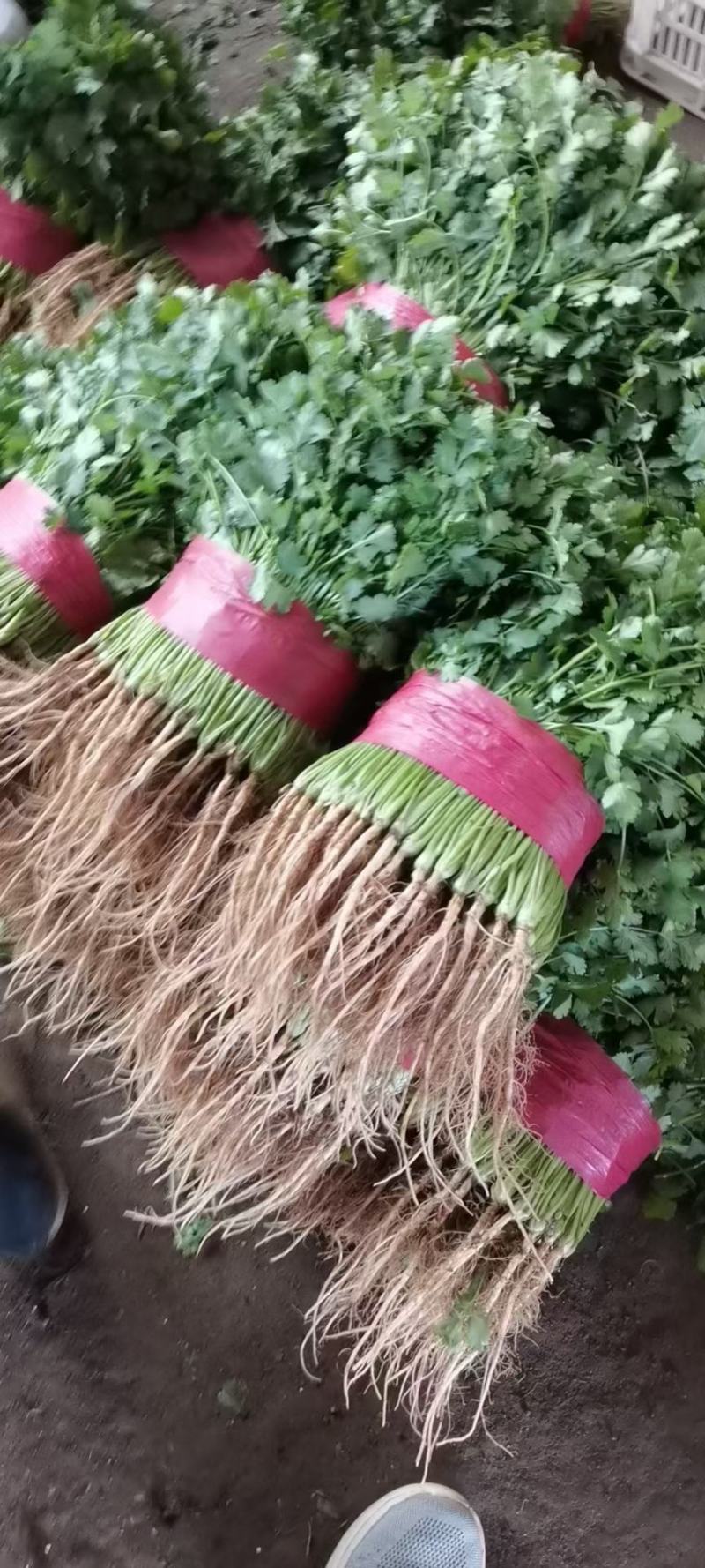 精品大叶香菜