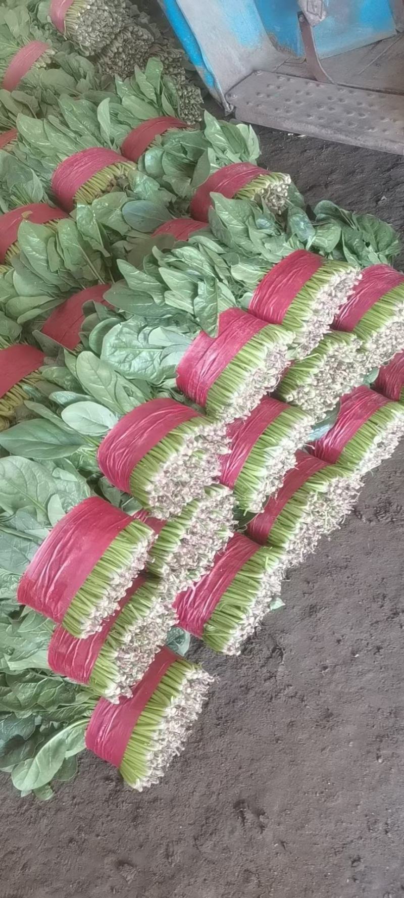 精品大叶菠菜