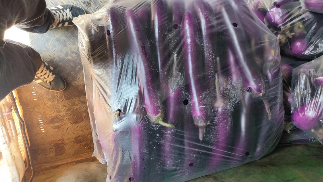 长茄选购对比图