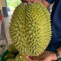 金枕榴莲一件代发包售后包出肉率高诚招各地代理