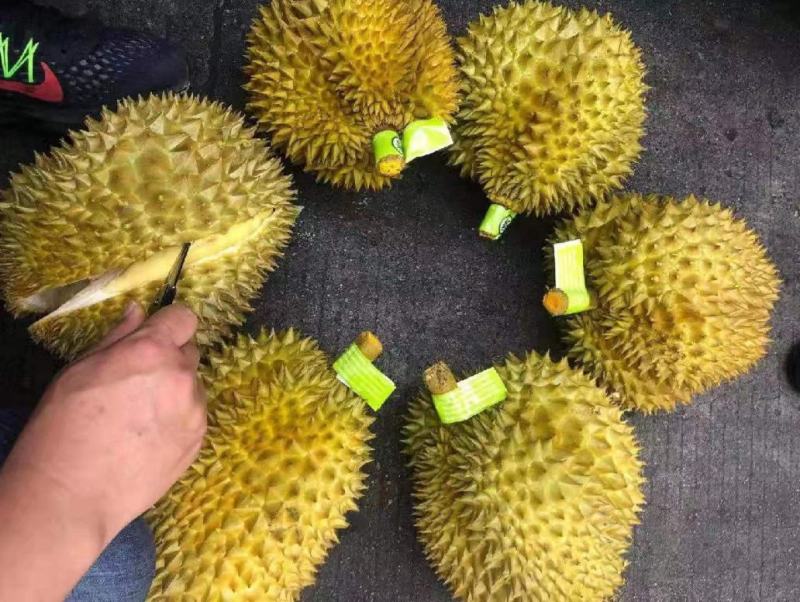 金枕榴莲一件代发包售后包出肉率高诚招各地代理