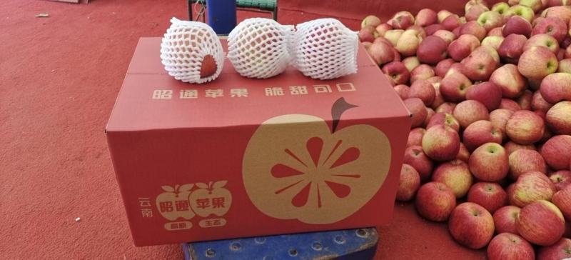 云南昭通冰糖心丑苹果一件代发，规格可定制，接电商