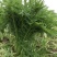 【优质】雪里红，芥菜上市，产地供货，供市场工厂
