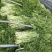 【优质】雪里红，芥菜上市，产地供货，供市场工厂