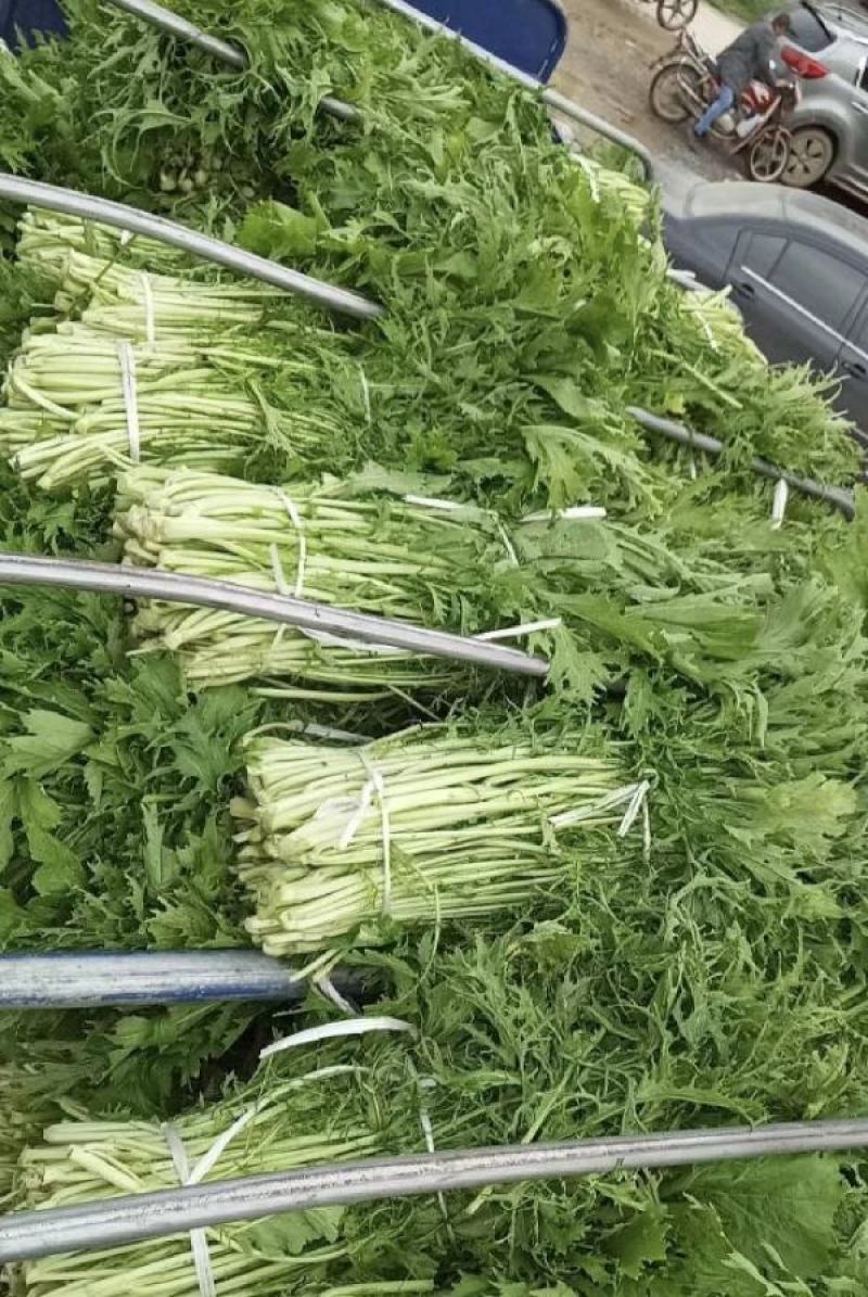 【优质】雪里红，芥菜上市，产地供货，供市场工厂
