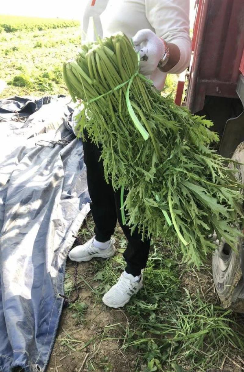 【优质】雪里红，芥菜上市，产地供货，供市场工厂