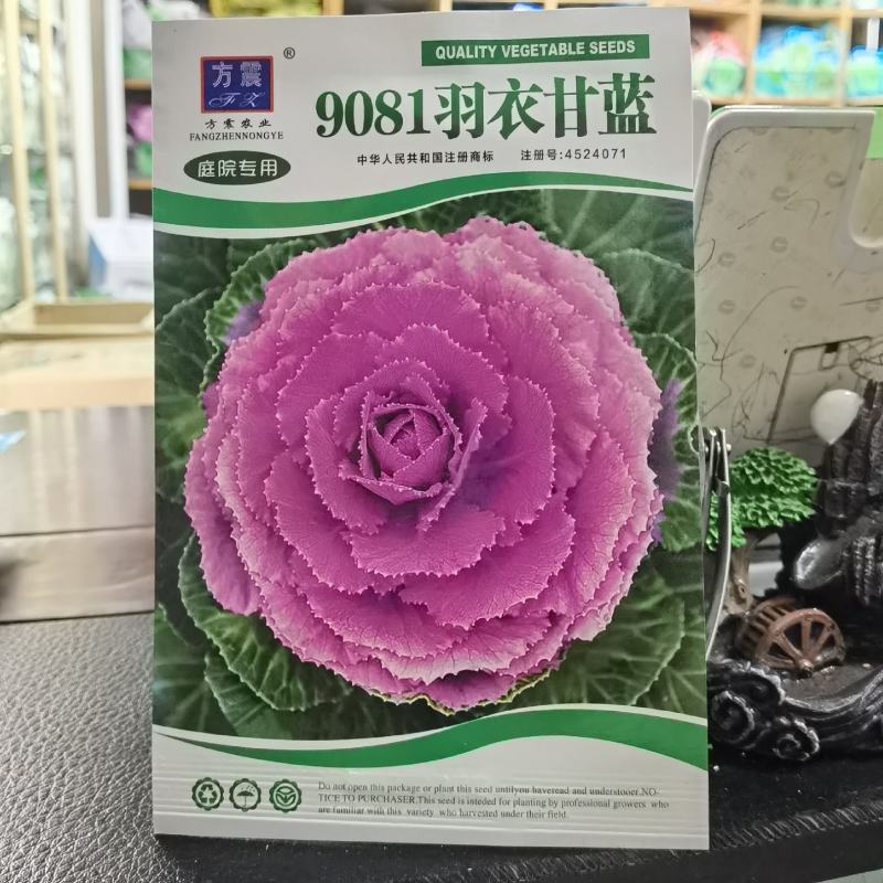 羽衣甘蓝种子观赏及食用春秋均可栽培耐寒农家庭院景观绿化用