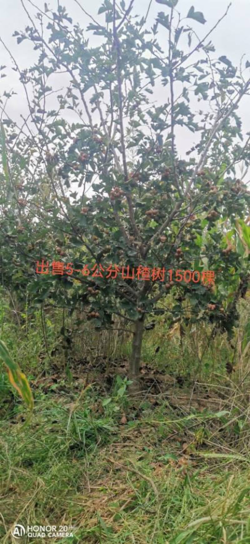 清地出售4-8公分北美海棠，分支点80和1.2米
