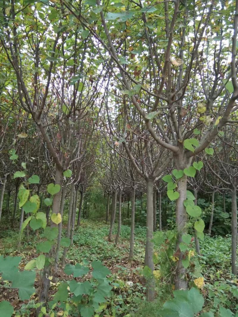 清地出售4-8公分北美海棠，分支点80和1.2米