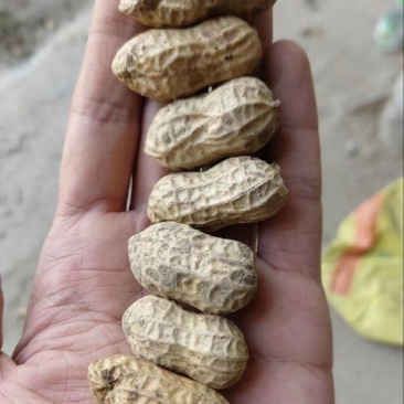 精选新鲜花生，价格美丽，质量可靠，欢迎实地考察