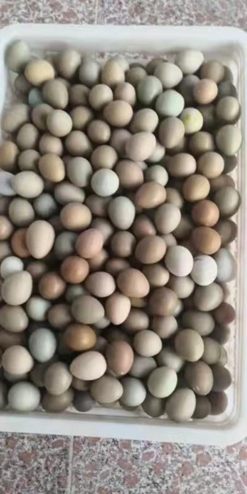 七彩野鸡蛋，养殖场直供，货源充足，保证新鲜，全国发货