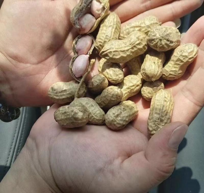 精选新鲜花生，价格美丽，质量可靠，欢迎实地考察