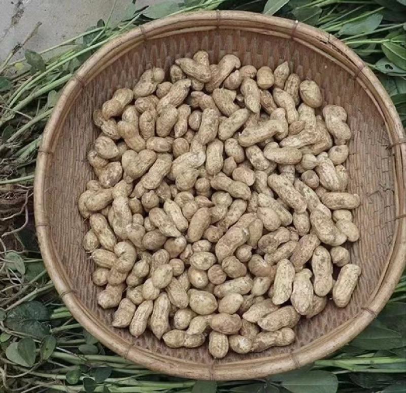 精选新鲜花生，价格美丽，质量可靠，欢迎实地考察