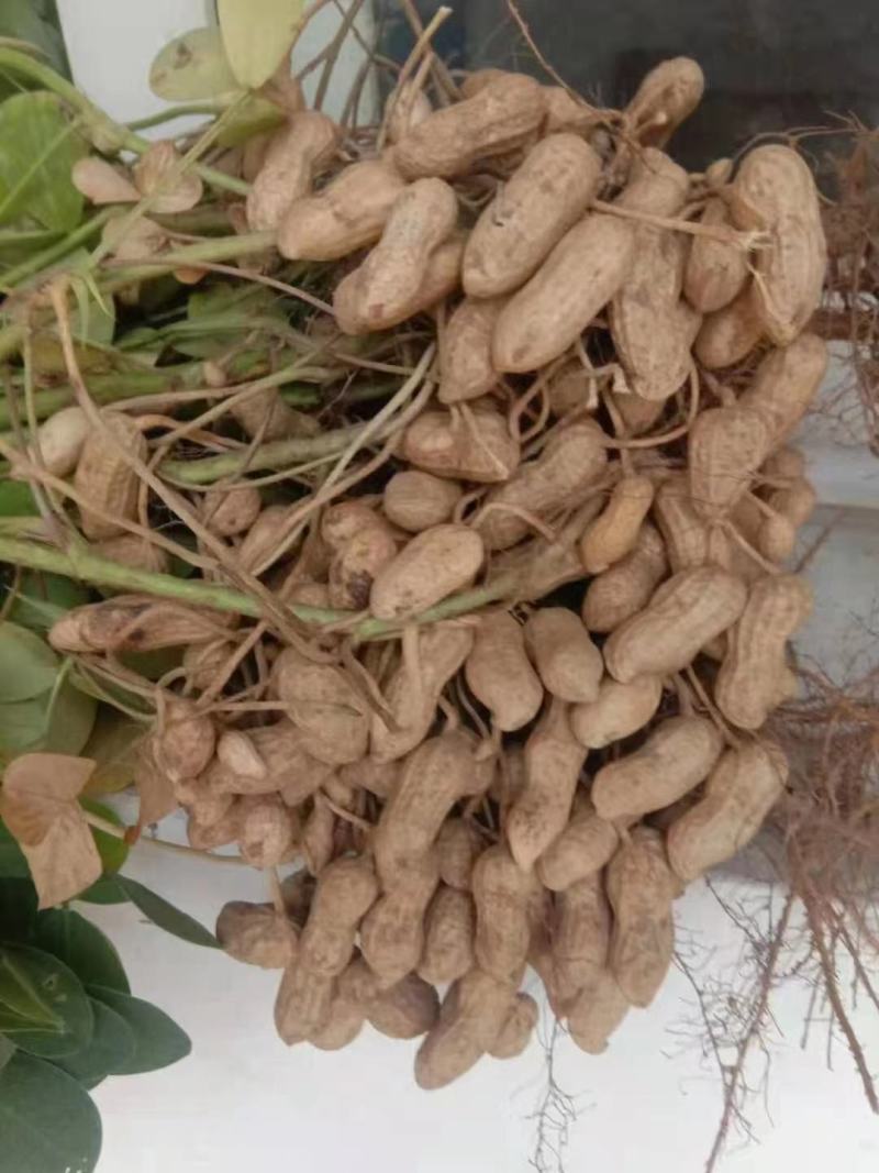 精选新鲜花生，价格美丽，质量可靠，欢迎实地考察