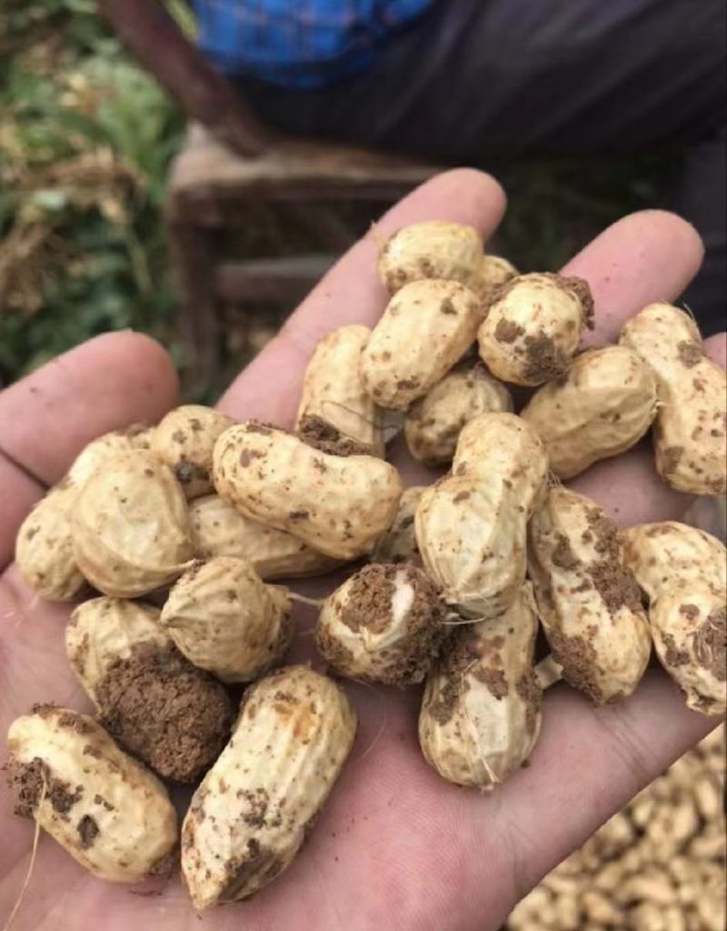精选新鲜花生，价格美丽，质量可靠，欢迎实地考察