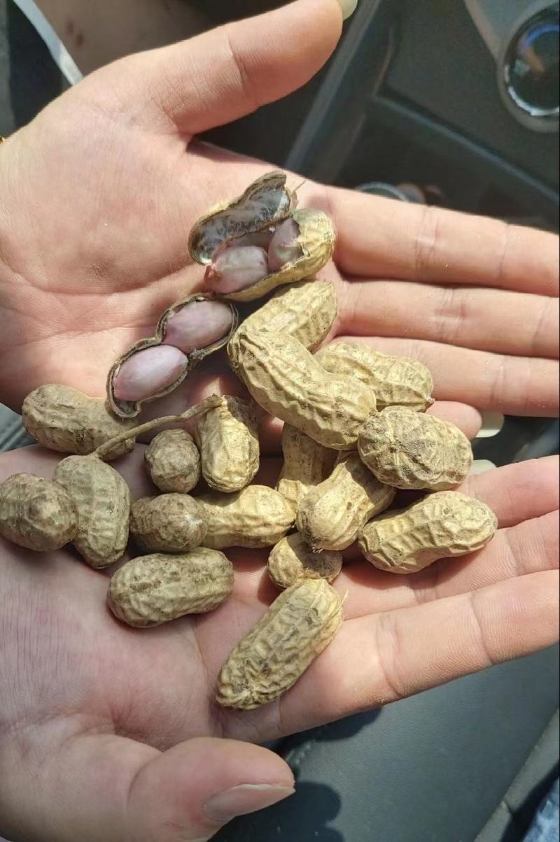 精选新鲜花生，价格美丽，质量可靠，欢迎实地考察